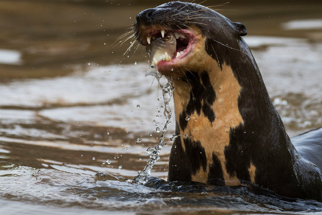 Giant River Otter