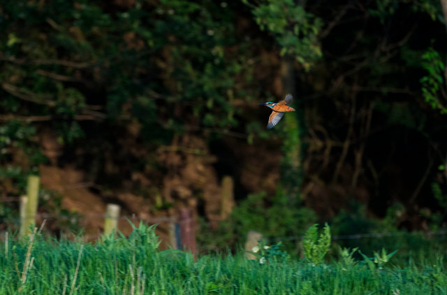 Kingfisher
