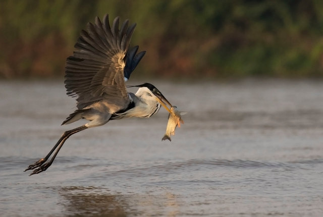 White-necked Heron