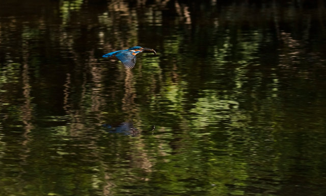 Kingfisher