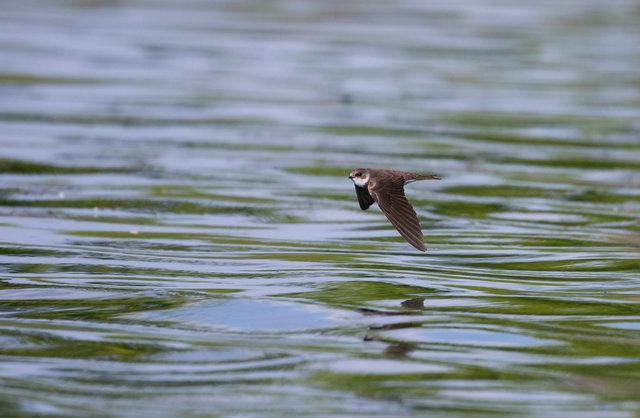 Sand Martin