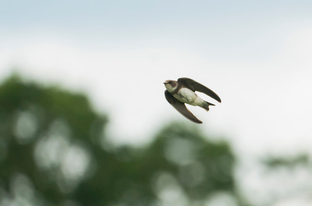 Sand Martin