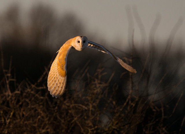 Barn Owl