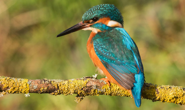 Kingfisher