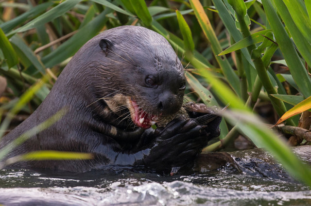 Giant River Otter