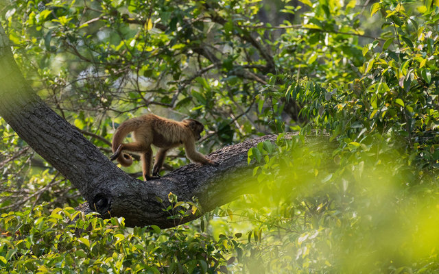 Capuchin Monkey