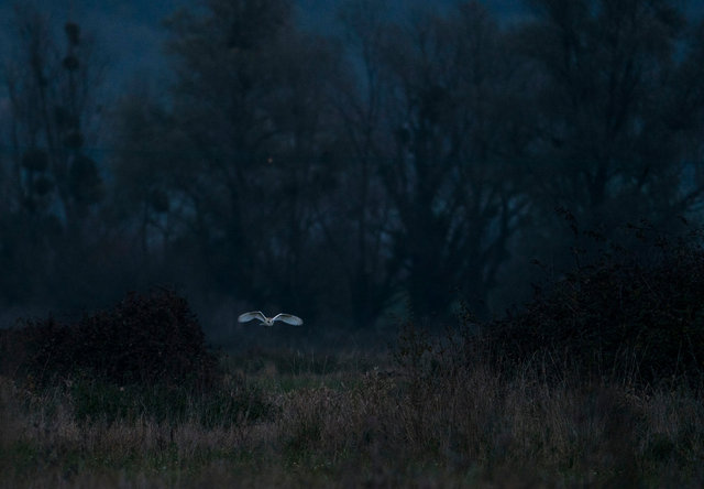 Barn Owl