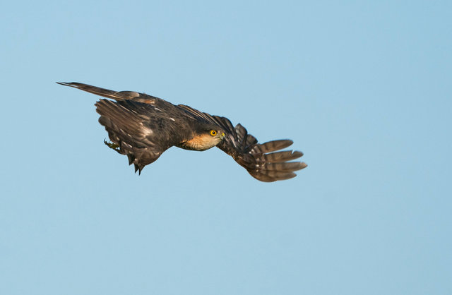 Sparrowhawk