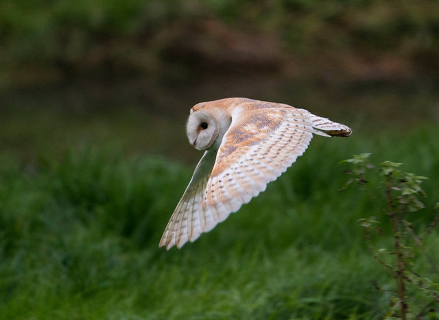 Barn Owl