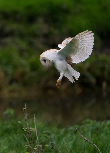 Barn Owl