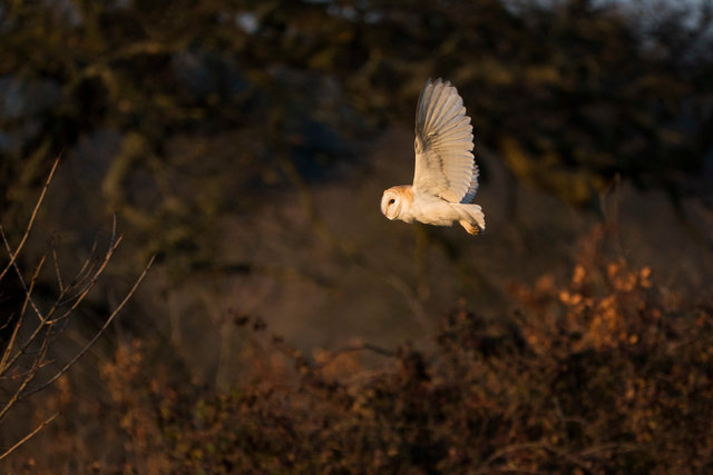 Barn Owl