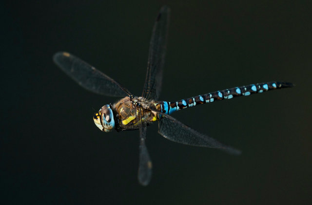 Southern hawker dragonfly