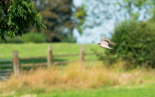 Sparrowhawk