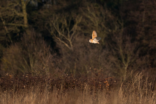 Barn Owl