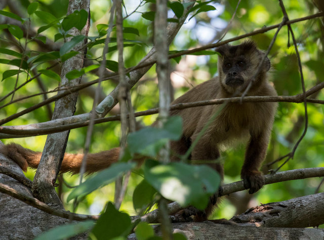 Capuchin Monkey