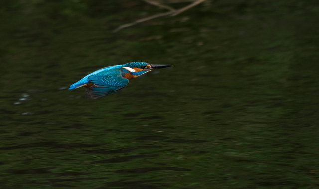 Kingfisher