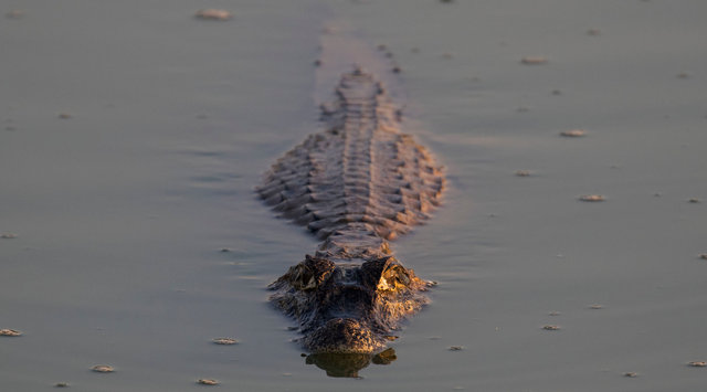 Yacare Caiman