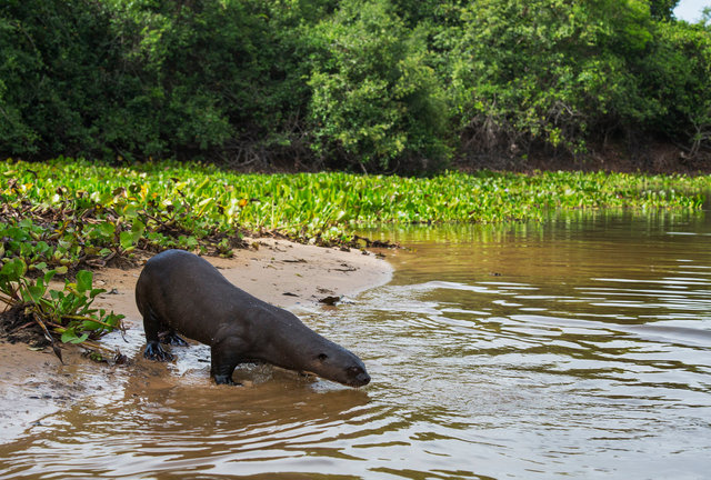 Giant River Otter