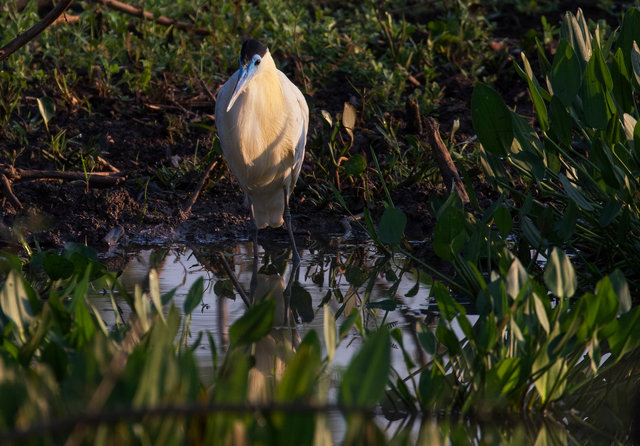 Capped Heron
