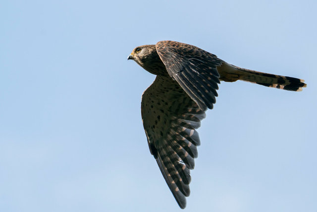 Kestrel