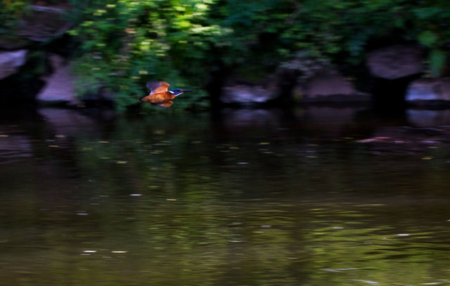 Kingfisher