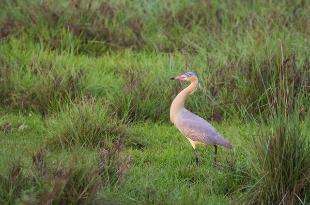 Whistling Heron