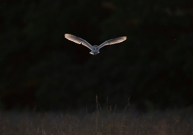 Barn Owl