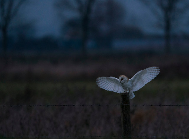 Barn Owl