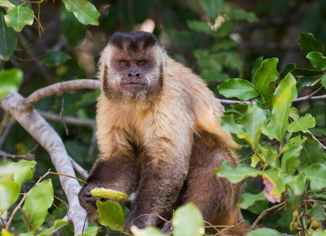 Capuchin Monkey
