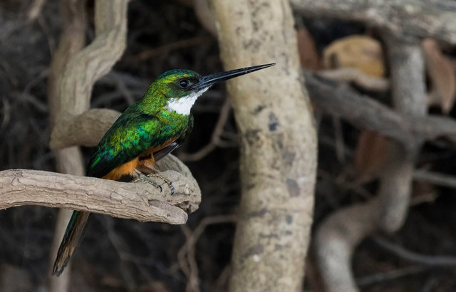 Rufous-tailed Jacamar