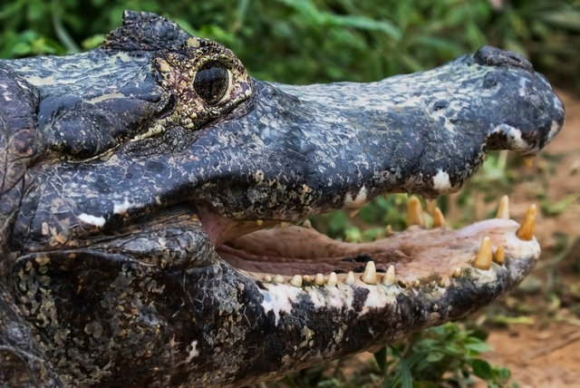 Yacare Caiman
