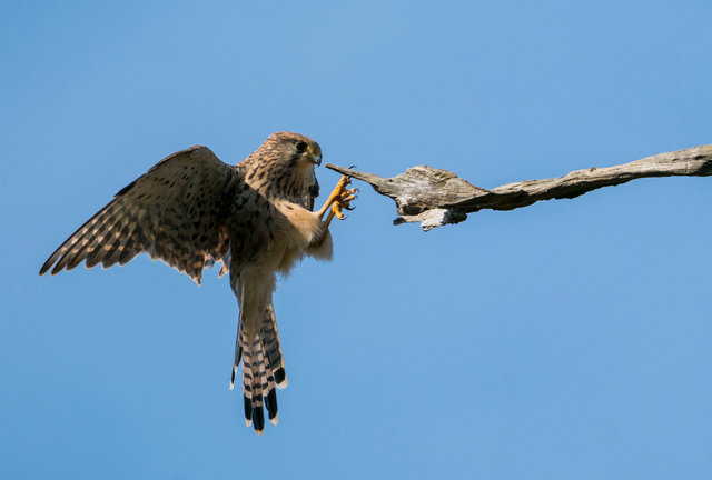 Kestrel