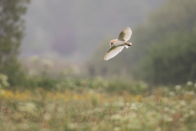 Barn Owl