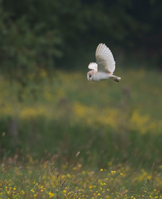 Barn Owl