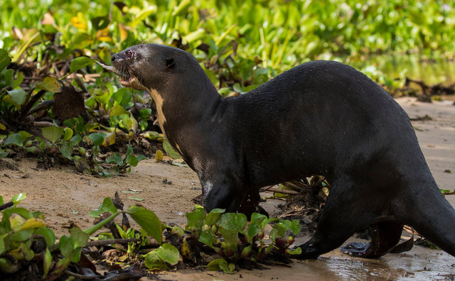 Giant River Otter