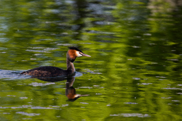 Great crested Grebe