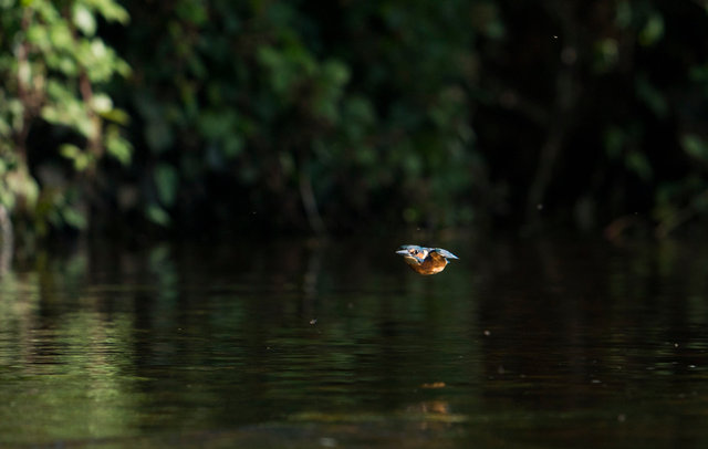 Kingfisher