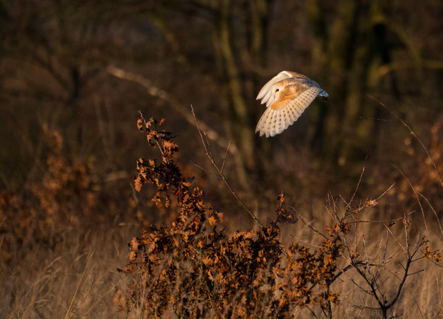 Barn Owl