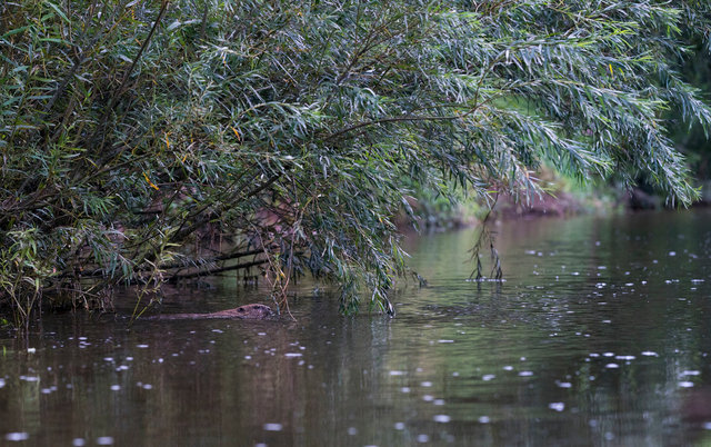 Beaver