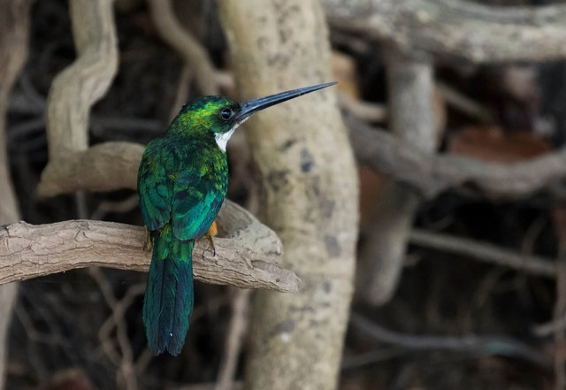 Rufous-tailed Jacamar