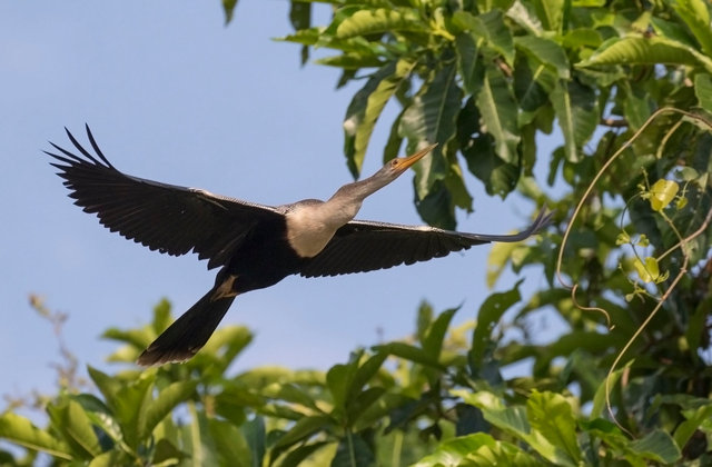 Anhinga
