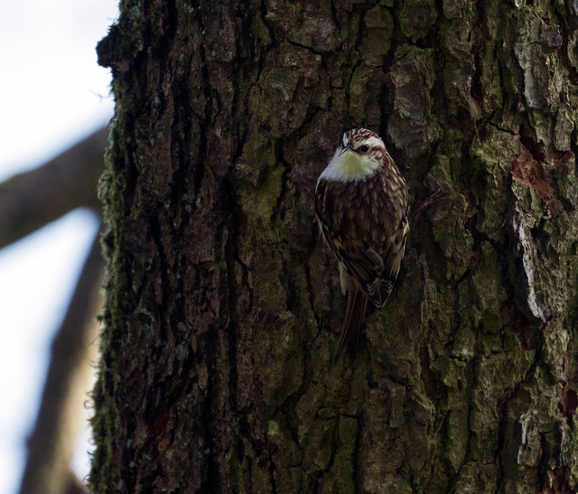 Treecreeper