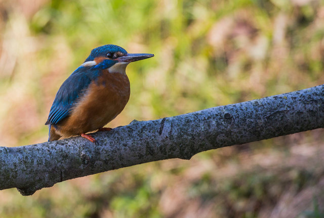 Kingfisher