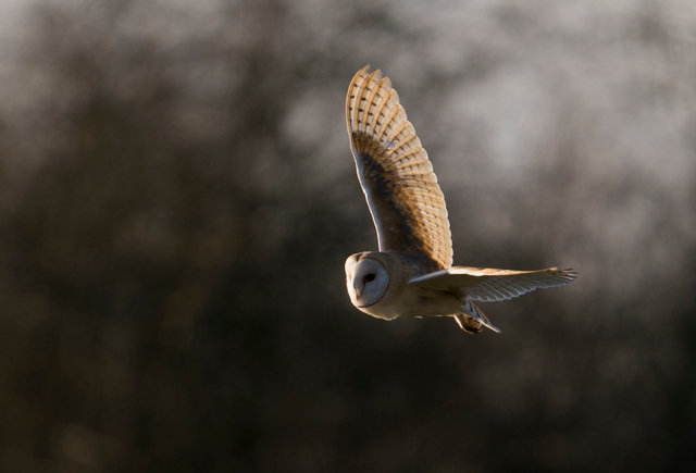 Barn Owl