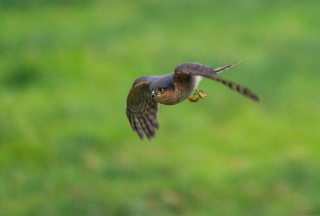 Sparrowhawk