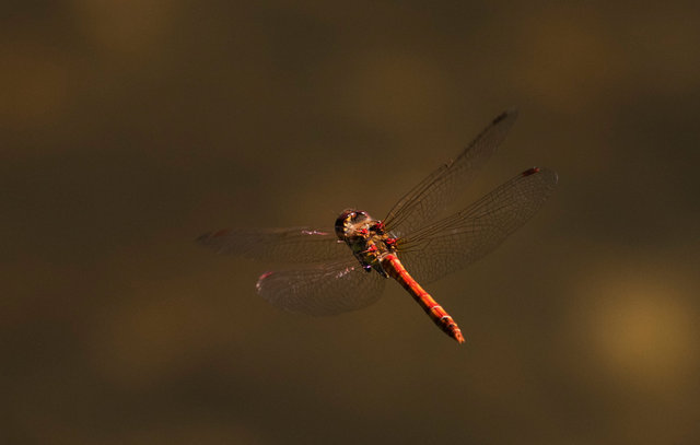 Common darter dragonfly