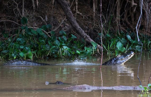Yacare Caiman performing mating display