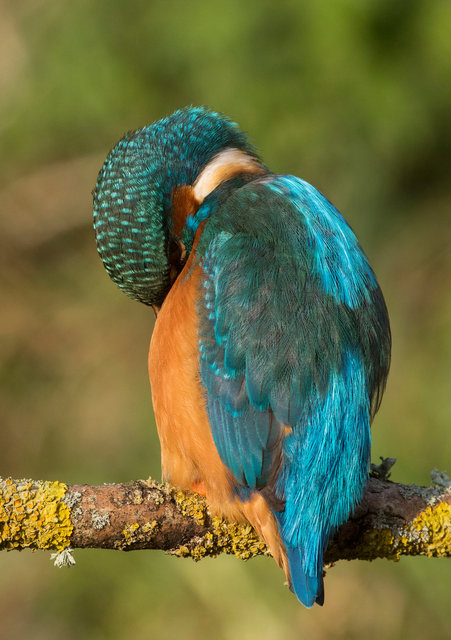 Kingfisher preening