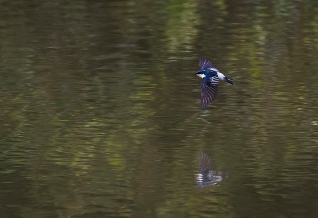 White-winged Swallow