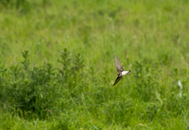 Sand Martin